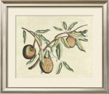 Botanical II Art by Van Rheet 