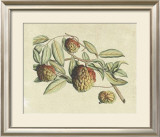 Botanical IV Prints by Van Rheet 