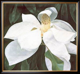 Magnolia Study Poster by Ginny Chenet