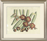 Botanical I Posters by Van Rheet 