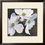 Dogwood Study Poster by Ginny Chenet