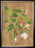 Sumatra Orchids I Posters by Emily Sung