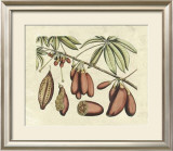 Botanical III Posters by Van Rheet 