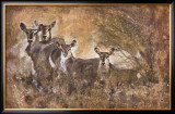 African Savannah I Posters by Marta Wiley