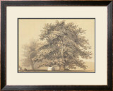 American Sycamore Prints by Able Hotchkiss