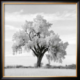 Oak Tree Prints by Jean Miele