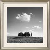 Cypress Trees Prints by Jean Miele