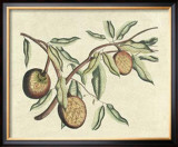 Botanical II Print by Van Rheet 