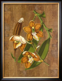Sumatra Orchids II Art by Emily Sung