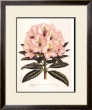 Pink Rhododendron I Poster by Francois Van Houtte