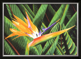 Bird of Paradise Posters by Glenn Cernosek