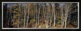 Birch Grove, Nova Scotia Prints by Axel M. Mosler