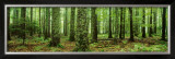 Rain Forest Posters