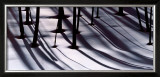 Pine Trees and Morning Shadows Print by William Neill