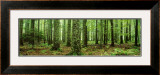 Rain Forest Prints