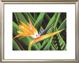 Bird of Paradise Posters by Glenn Cernosek