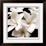 Plumeria View Limited Edition Framed Print by Peterson 