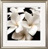 Plumeria View Limited Edition Framed Print by Peterson 