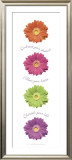Gerbera Daisies Prints by Anthony Matos