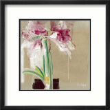 Amaryllis Tachete Poster av C. Bernarduchêne