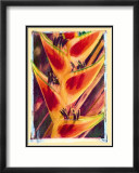 Heliconia Posters av Joanne Bolton