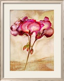 Zonal Pelargonie Poster von Heide Konig