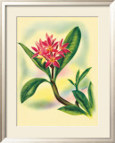 Plumeria Framed Giclee Print by Ted Mundorff