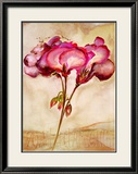 Zonal Pelargonie Prints by Heide Konig