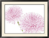 Dalhia in Bloom Kunstdrucke von George Fossey