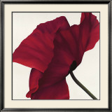Papaver II Prints by Yvonne Poelstra-Holzhaus