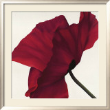 Papaver II Prints by Yvonne Poelstra-Holzhaus