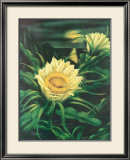 Blooming Cereus with Full Moon Estampe encadrée par Ted Mundorff
