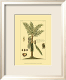 Printed Exotic Palm VI Kunst av Pierre-Joseph Buchoz Printed Exotic Palm VI Kunst av Pierre-Joseph Buchoz