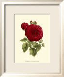 Magnificent Rose I Kunst von Ludwig Van Houtte