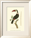 Crimson Birds VI Posters by Frederick P. Nodder