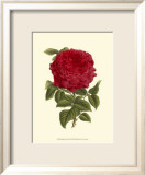 Magnificent Rose II Poster von Ludwig Van Houtte