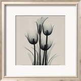 Tulips and Arum Lily Posters by Marianne Haas