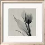 Tulip Plakat af Marianne Haas