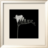 Freesia Right Posters av Mary Bushweller