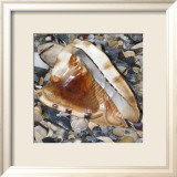 Shell Study IV Plakat av Nick Biscardi