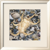 Shell Study II Posters av Nick Biscardi