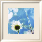 Daisies IV Posters av Ingrid Blixt