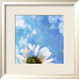 Daisies III Plakat av Ingrid Blixt