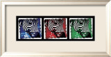 Pop Zebra Poster by Susann & Frank Parker