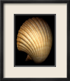 African Fan Scallop Art par Harold Feinstein