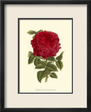 Magnificent Rose II Kunstdrucke von Ludwig Van Houtte