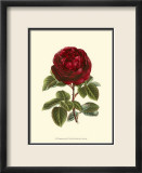 Magnificent Rose III Poster von Ludwig Van Houtte