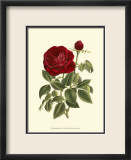 Magnificent Rose IV Kunstdrucke von Ludwig Van Houtte