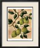 Italian Harvest, Limes Prints by Doris Allison