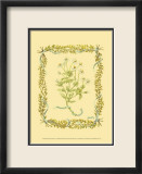 Manzanilla Arte por Wendy Russell Manzanilla Arte por Wendy Russell